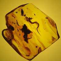 Un frammento di ambra con una lucertola intrappolata al suo interno, utilizzata per la voce La Necromanzia.