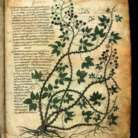 Pagina tratta da un testo di Botanica e Alchimia