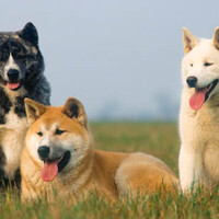 Athos, Porthos e Aramis, cani addestrati da [[Wolfie Lang]].