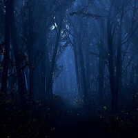 Il [[Bosco dei Mirtilli]] di notte. Questa immagine è stata utilizzata nella voce di regolamento relativa alle [[Melodie della Natura]].