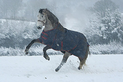 Cavallo nella neve