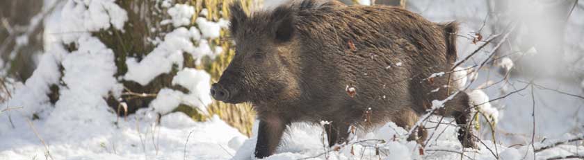 Cinghiale - Panoramica