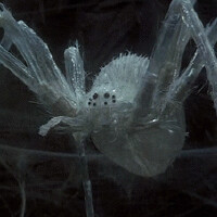 Immagine di un ragno traslucido di grandi dimensioni