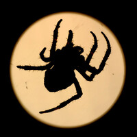 Il ragno è uno degli esseri solitamente associati alla figura di Gargutz, il Maestro degli Inganni.