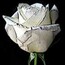 Rosa Bianca