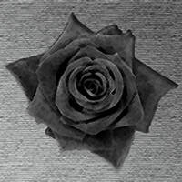 Una rosa di colore nero, sovente utilizzata come simbolo dell'organizzazione delle tenebre nota come la Confraternita della Rosa Nera.