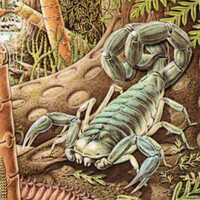 Immagine di uno Scorpione Spadaccino, detto anche Telsònide.