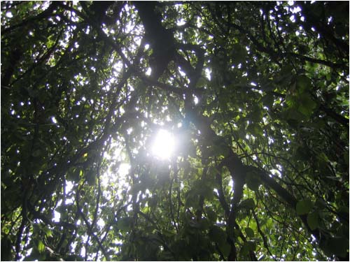 Sole tra gli alberi - Immagine (blog)