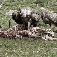 Immagine che ritrae gli Stigei di Ilsanora, uccelli rapaci carnivori e saprofagi, intenti a consumare una carcassa umana.