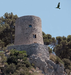 Torre dell'Aquila