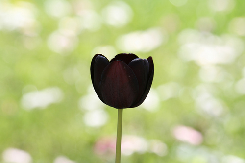 Tulipano - Immagine 1